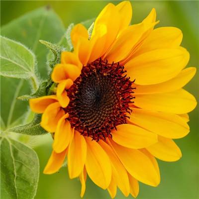 印度总理莫迪与特朗普讨论保持霍尔木兹海峡畅通的重要性